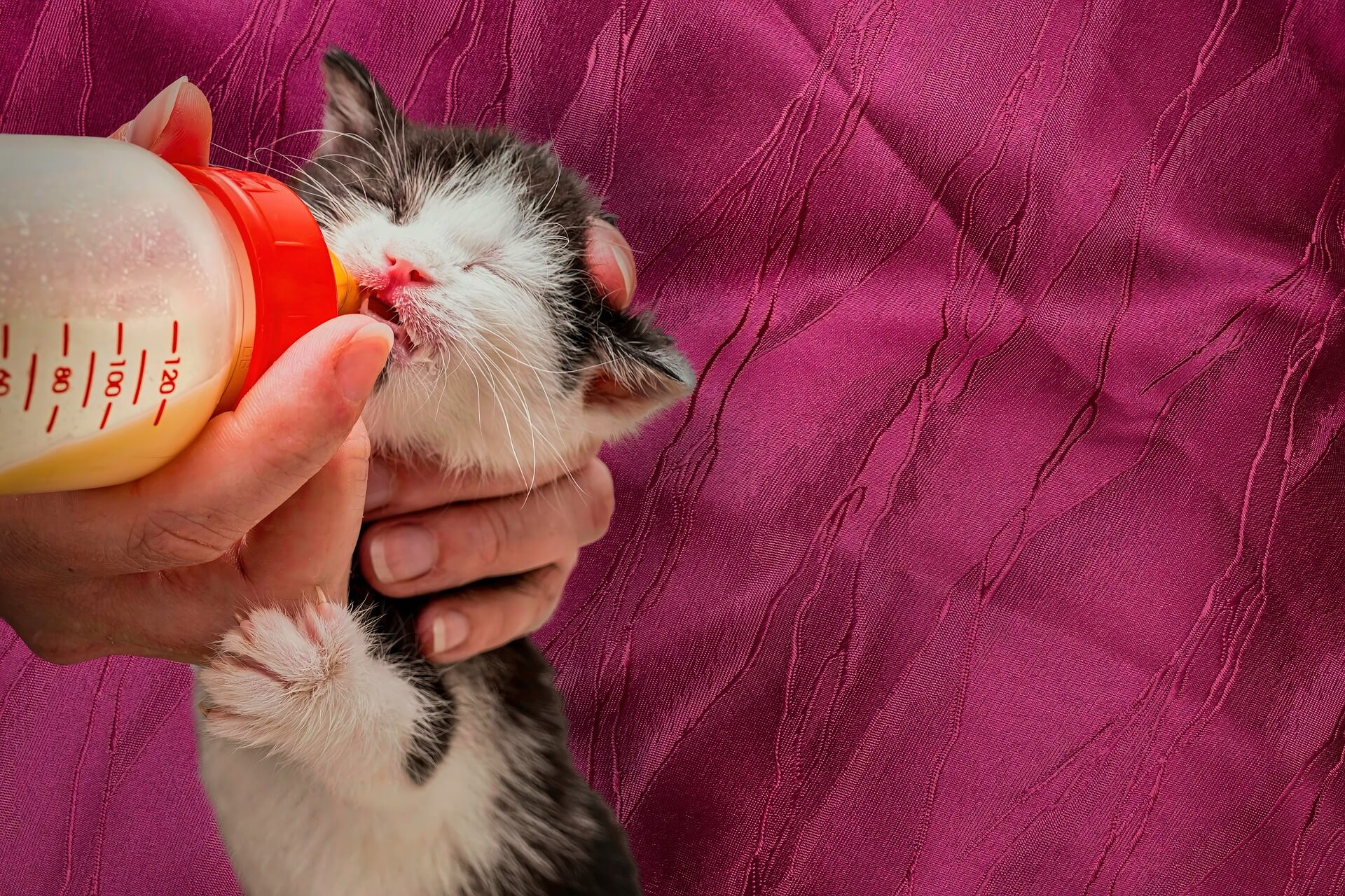 How To Become An Animal Rescuer