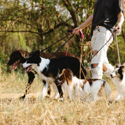 How To Become A Pet Boarder
